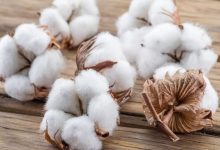Cotton Growers Association
